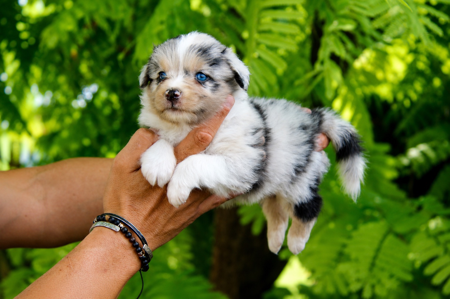 Alaska, cachorra hembra de Pastor Australiano, de frente