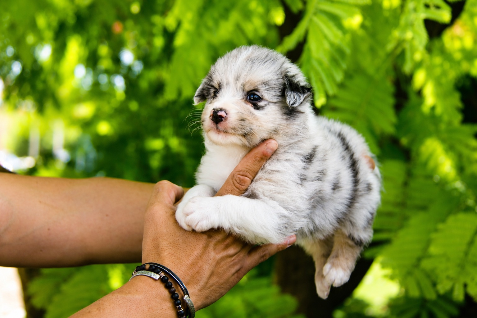 Aspen, cachorro macho de Pastor Australiano, de frente