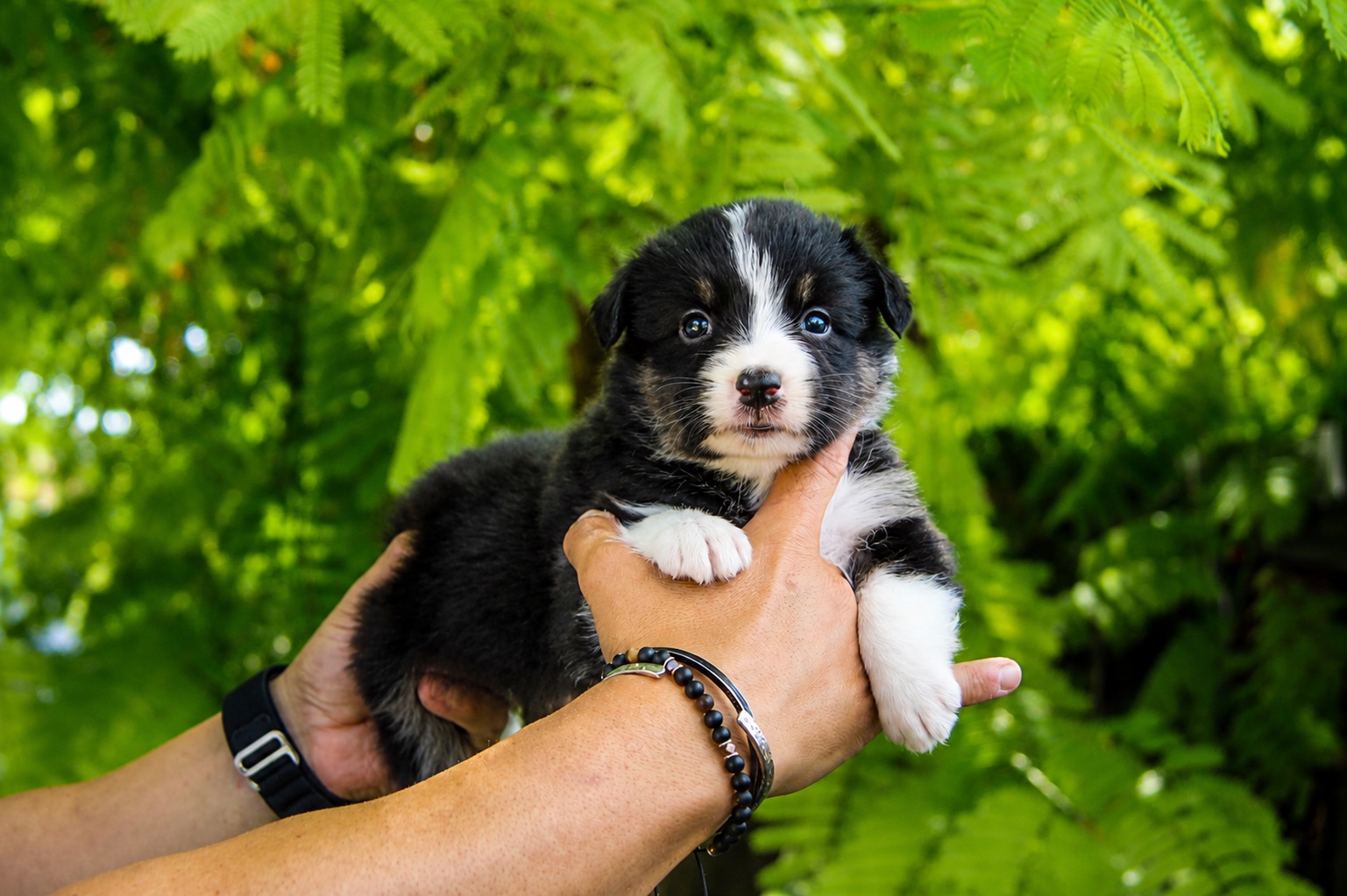 Dakota, cachorra hembra de Pastor Australiano, de frente