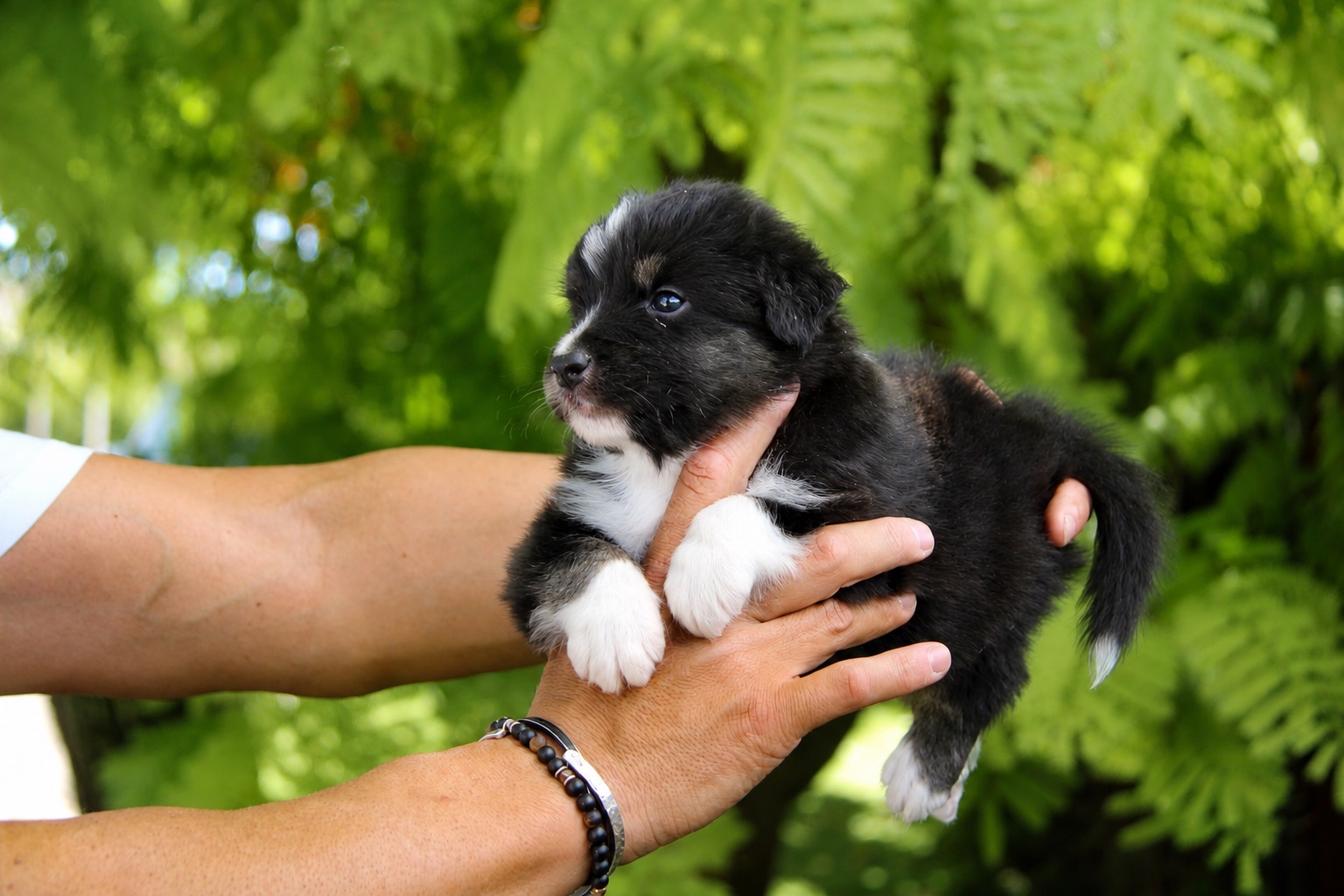 Denver, cachorro macho de Pastor Australiano, de frente