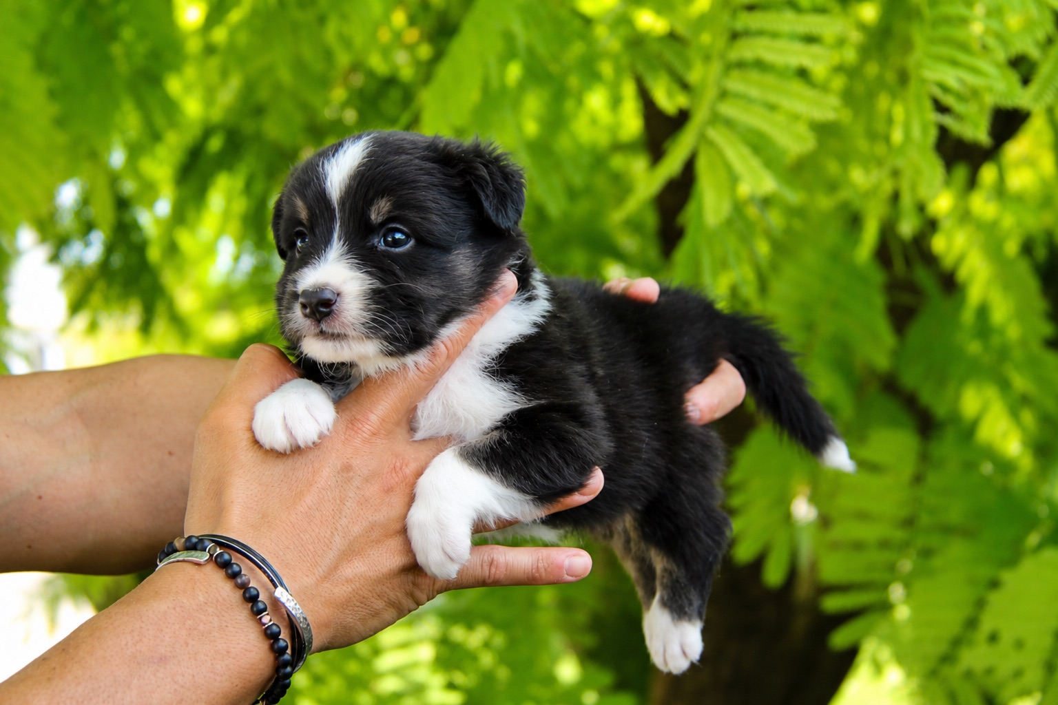 Milo, cachorro macho de Pastor Australiano, de frente