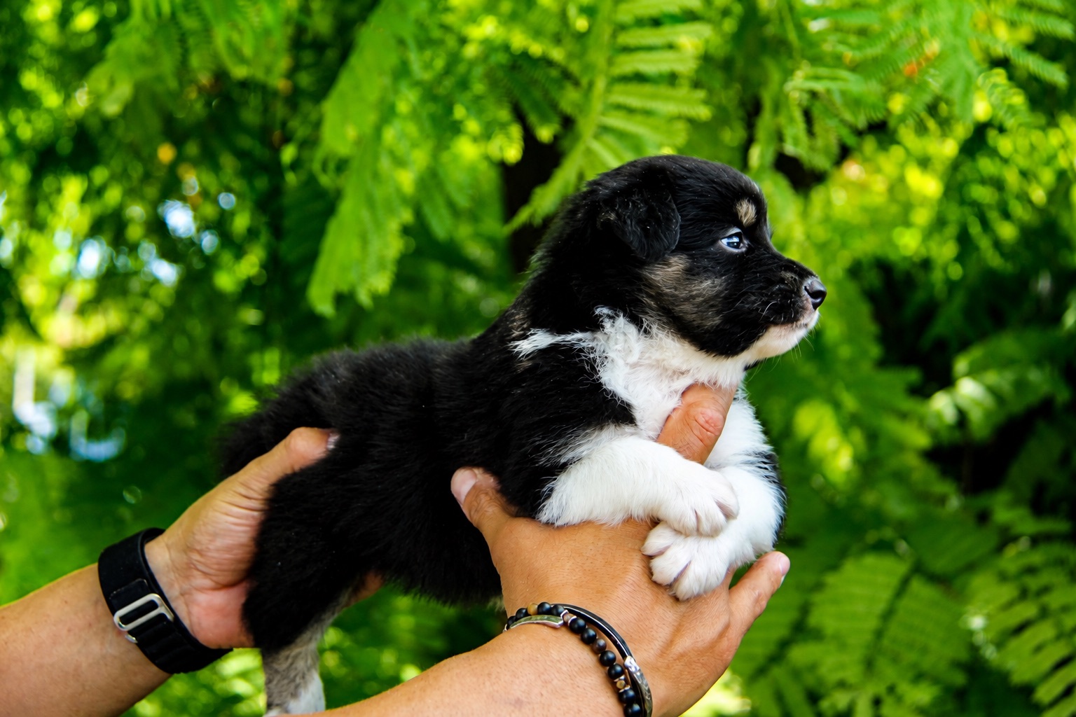 Vega, cachorra hembra de Pastor Australiano, de frente